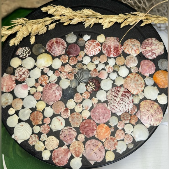 50 Colorful FLORIDA CALICO SCALLOPS SHELLS CRAFTING DIY COLLECTING MIXED LOT - Picture 11 of 17